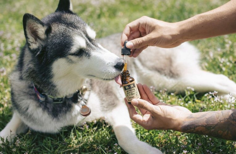 How to administer CBD Oil to your Dog