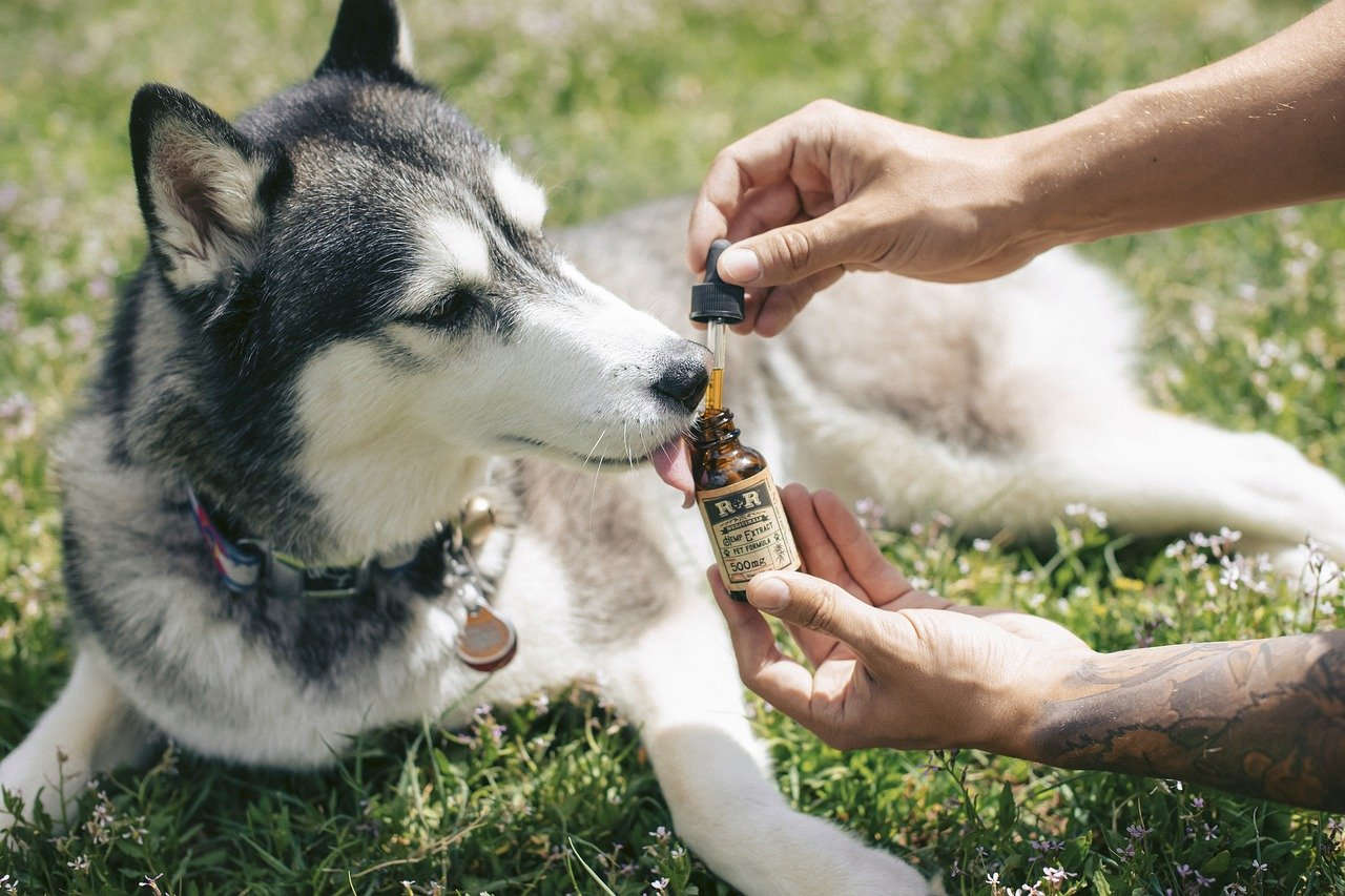 How to administer CBD Oil to your Dog
